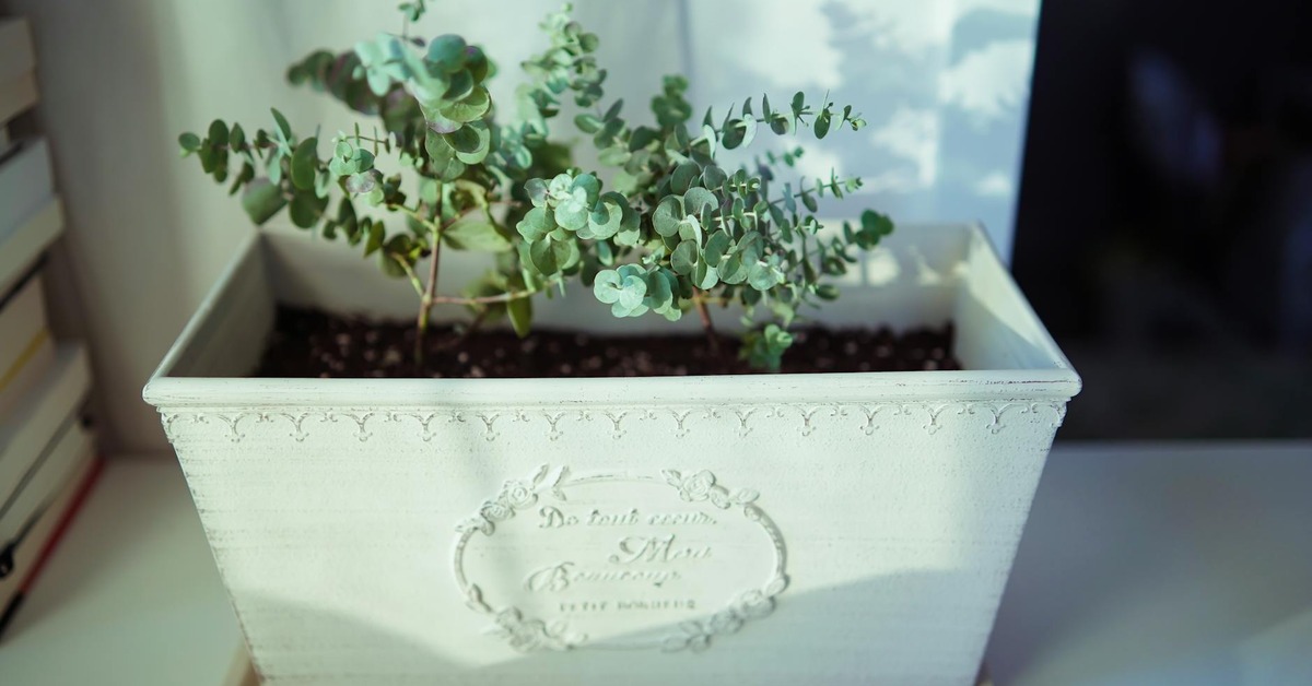 Preliata izbová rastlina v bielom kvetináči